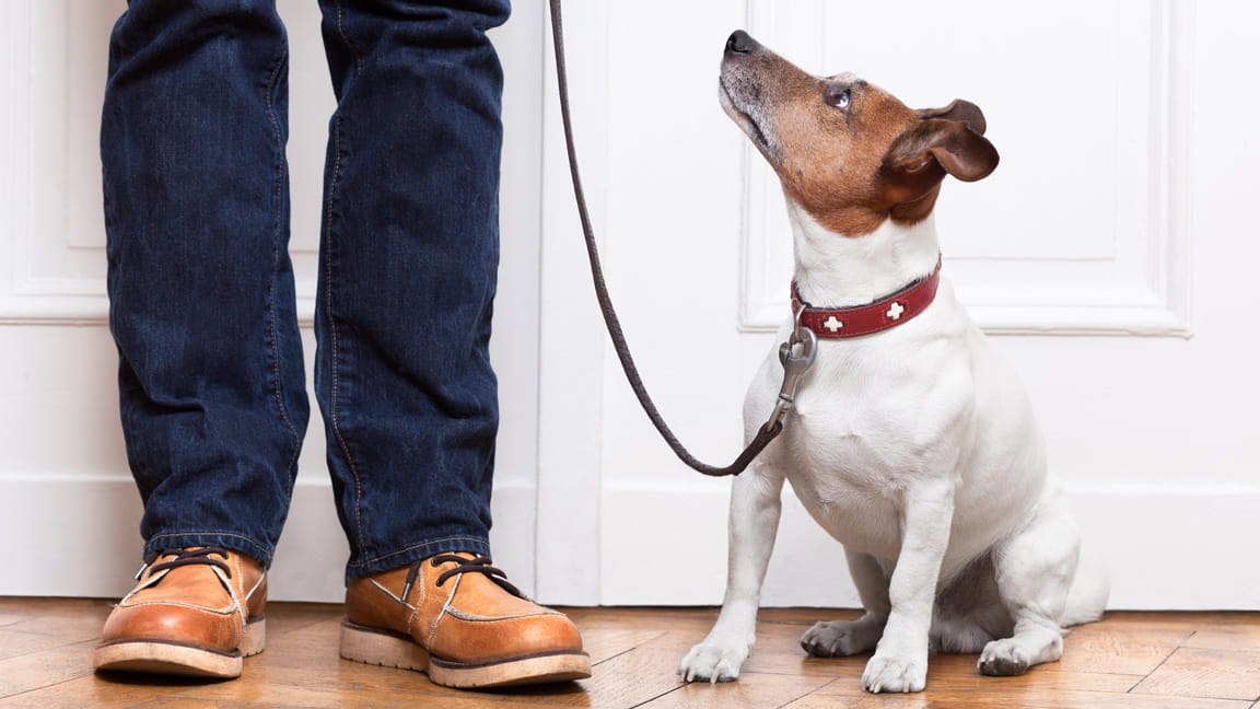 dog waits for walk with owner